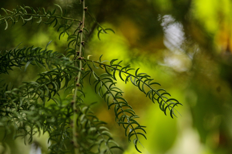 leaves, satavar, land, medicine, shatavari, freshness, shatamull, environment, growth, nature, coniferous tree, tree, outdoors, no people, day, pine tree