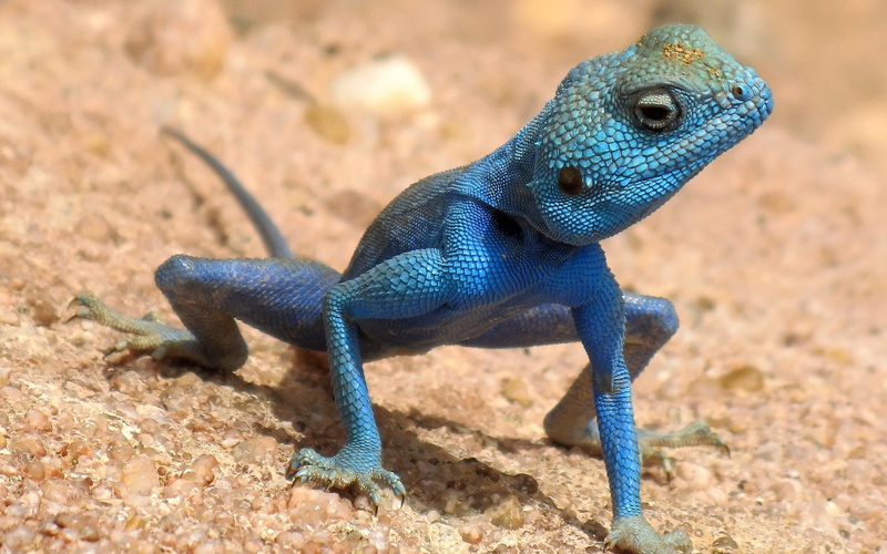 wildlife, desert, day, 1080P, outdoors, claws, focus on foreground, blue, one animal, nature, animal themes, no people, africa, animal head, animals In The Wild