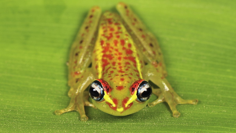 frogs, art, madagascar, 1080P, animals, hd, bright, amphibians, park, national