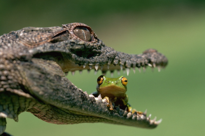 animals, frogs, eating, jaws, crocodiles, 2K, art, x, amphibians, reptiles, hd