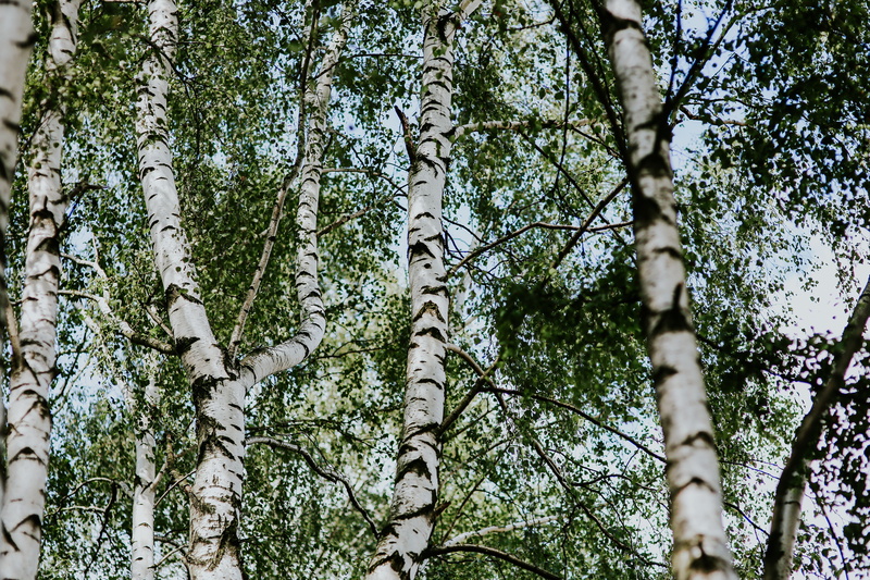 nature, tree, low angle view, oats, no people, forests, trip, meadow, cereal, environment, tree Trunk, grain, haystack, day, tranquility, forest, plant