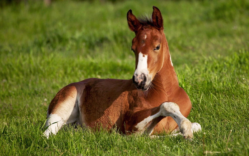 livestock, plant, stallion, pasture, outdoors, close-up, summer, mane, ranch, domestic, agriculture, ZHEREBENOK, animal, HORSE, vertebrate, mammal, land