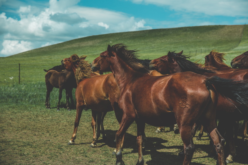 pets, day, livestock, 5K, meadow, brown, no people, wildlife, group, mane, lion, animal wildlife, outdoors, green, cloud - sky, animal, fur, equine, land