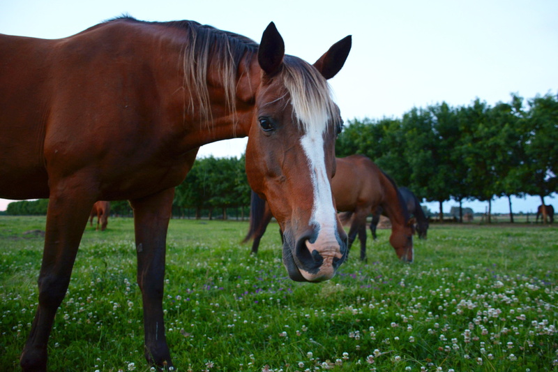 trees, domestic, mare, pastures, herbivorous, no people, clover, look horse, day, watch horse, animal wildlife, 5K, animal themes, livestock, animal world