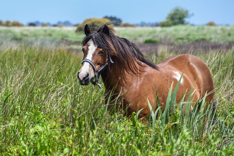 green color, day, nature, plant, 4K, land, animal themes, domestic animals, outdoors, vertebrate, Marsh, mammal, Pony, brown, field, no people, daytime