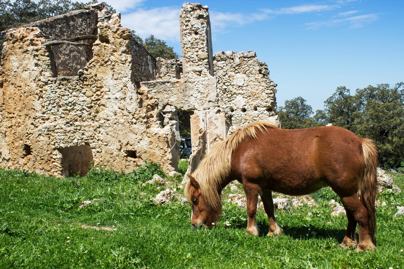 green, domestic animals, landscape, clouds, ruin, grass, one animal, mother nature, grazing, concrete, animal wildlife, herbivorous, brown, pets, animal