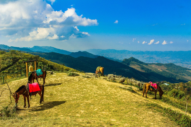 mammal, nature, beautiful, valley, chiang rai, pets, environment, summer, plant, daylight, rock, four, background, clouds, green, field, thailand, season