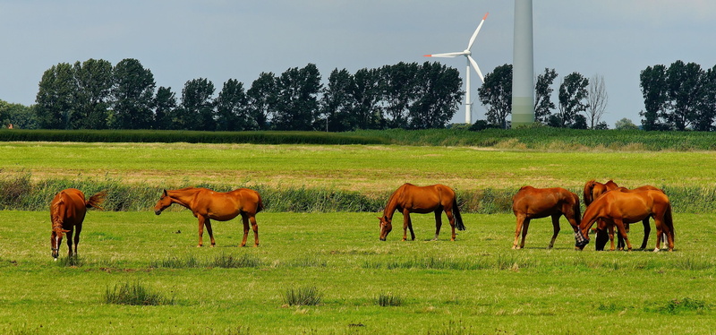 Meadow, plant, Horses, 2K, horse, sky, graze, green, domestic animals, livestock, Animals, land, pets, herbivorous, brown, wind power plants, herd, landscape