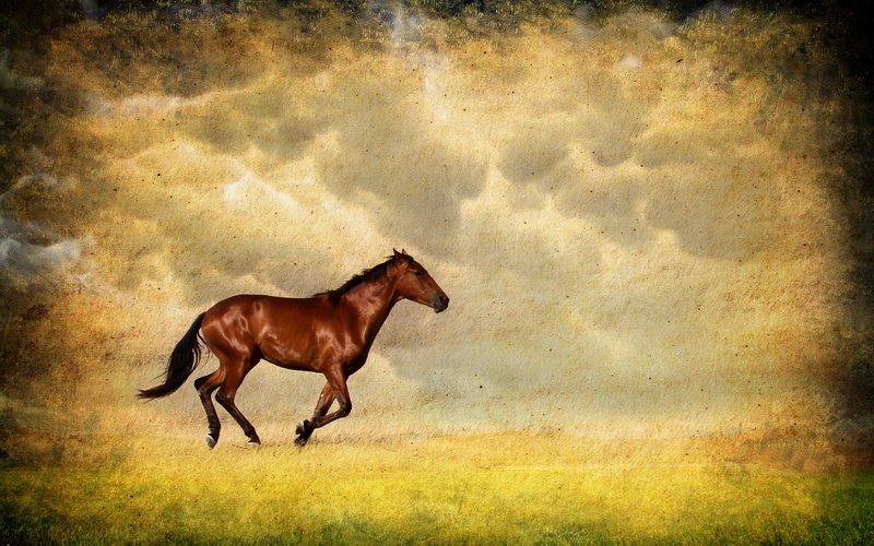 horse, pets, backgrounds, animal, mane, side view, mare, beauty In Nature, no People, day, field, vertebrate, textured effect, brown, nature, outdoors