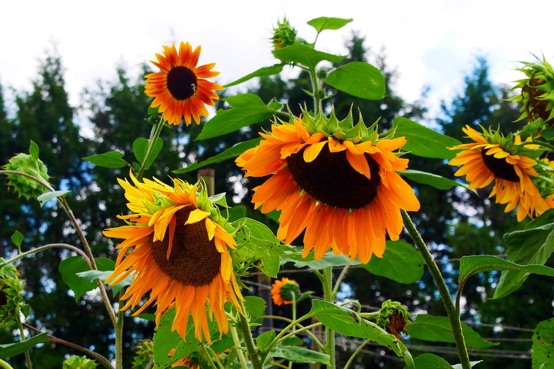 vulnerability, leaf, tall annual, plants that attract bees, sunflower, beautiful flower pictures, pictures of a sunflower, annual, green color, bee friendly flowers