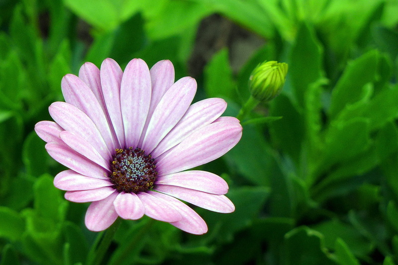 also, daisy, called, south, african, purple flower, 1080P, nature, no people, pollen, african daisy, focus on foreground, daisy plant, africa, osteo, freshness