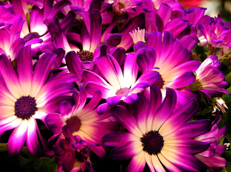 colored, pink Color, nature, cineraria, daisies, flower Head, plant, acton, photo, purple, flowers, summer, white, 1080P, petaled, flower, petal