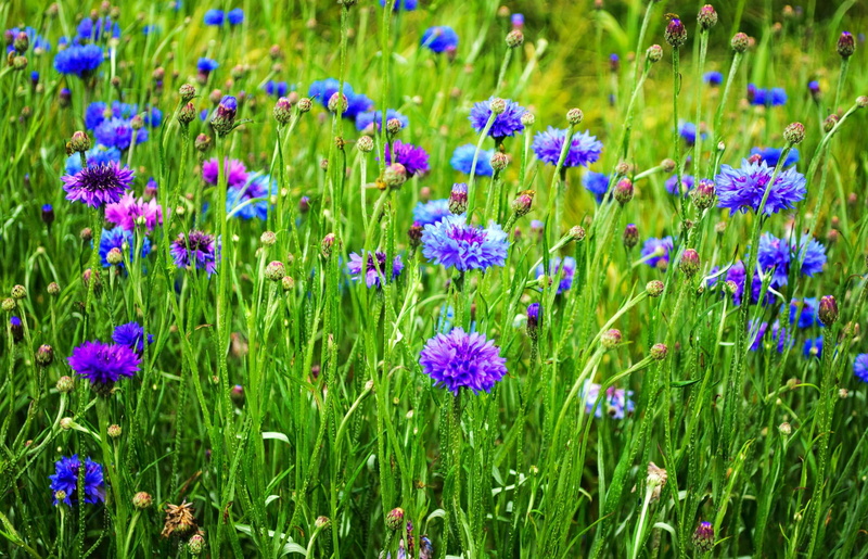 growth, full frame, fragility, grass, bud, blossom, flower, petal, close-up, leaf, scene, day, descriptive, summer, cornflower, stem, flowers, freshness