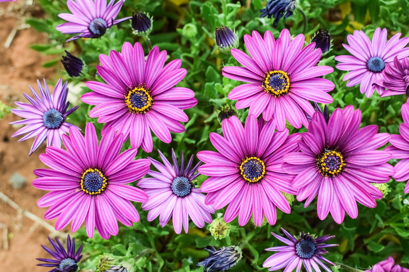 purple, day, springtime, 5K, pink color, beauty in nature, vulnerability, close-up, freshness, flowering plant, african daisy, blooming, petal, spring