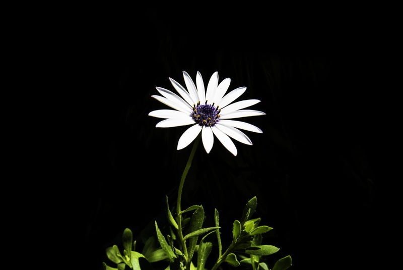 copy space, focus, petaled, purple, blue, daisy, photography, green, beauty in nature, flower head, no people, leaf, nature, freshness, petal, vulnerability