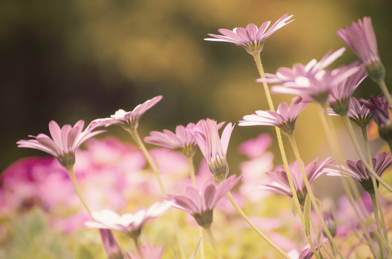 field, meadow, plant, flower head, color, blossom, daisy, flower, petal, vulnerability, spring, flowers, plant stem, bloom, gardening, growth, beauty in nature