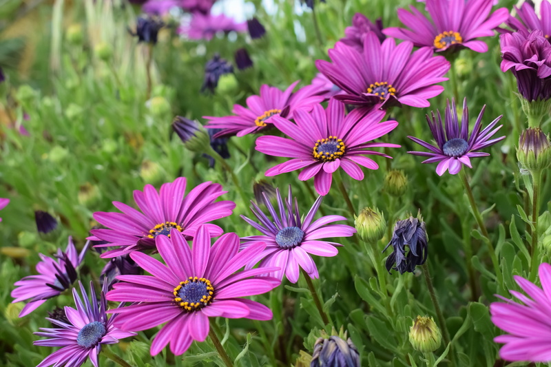osteospermum, blooming, purple, summer, plant, african daisy, growth, spring, flowering plant, inflorescence, day, petal, flower head, 5K, fragility, pink Color