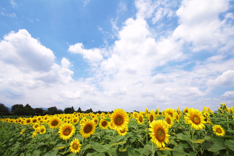 panoramic, yellow, filed, plant, flower, agriculture, white clouds, rural Scene, meadow, photography, panoramic photography, summer, cloud - Sky, kanagawa