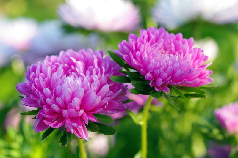 asters, plants, beauty, flora, nature, annuals, 1080P, autumn, cottage, pink color, September, flowers