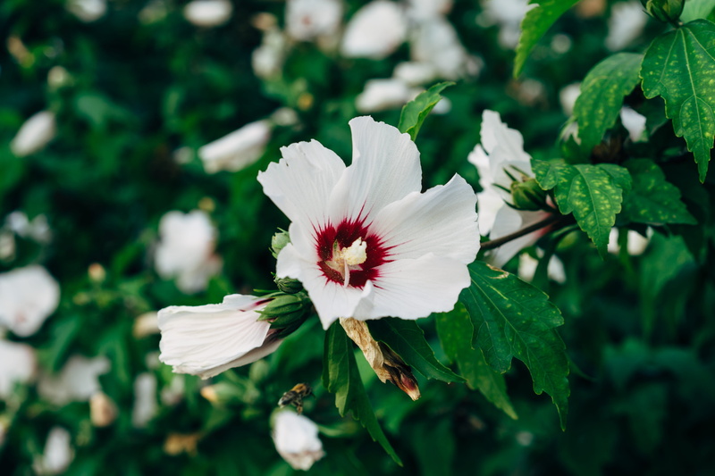 skopje, petal, flowering plant, day, blur, summer, annual plant, close-up, flora, pollen, chinese hibiscus, macedonia (fyrom), growth, freshness, inflorescence