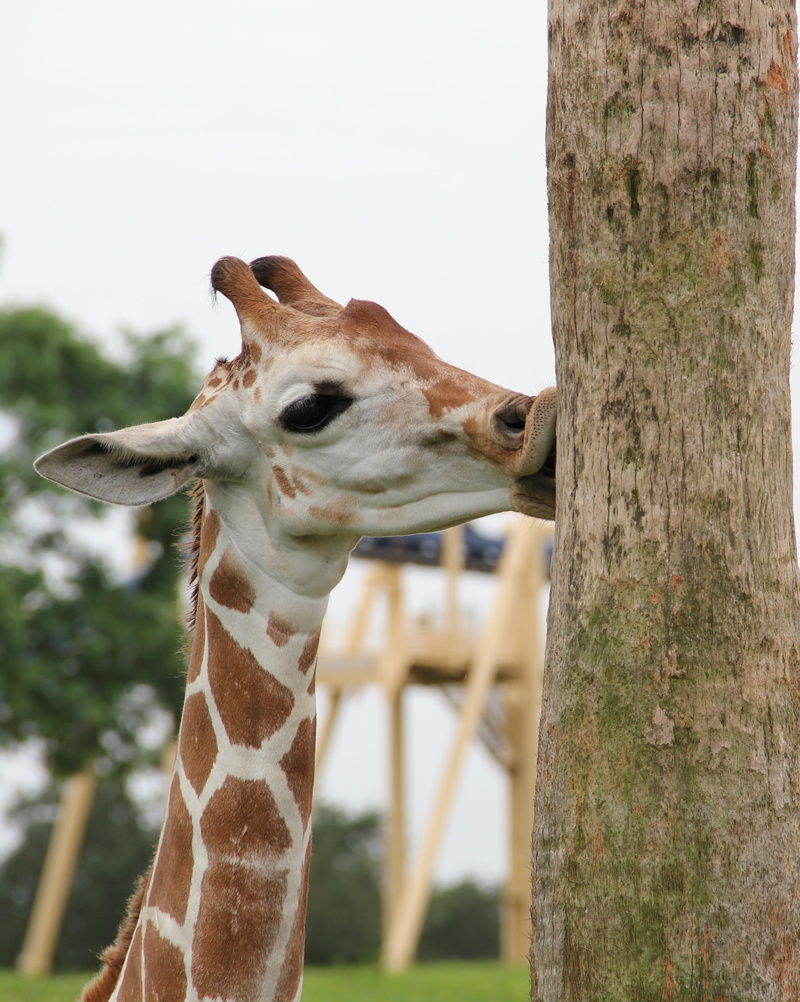trunk, nature, animal neck, tree, herbivorous, one animal, plant, mammal, giraffe, animals in the wild, animal head, beside, focus on foreground, animal themes