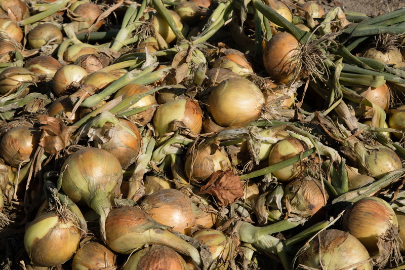 freshness, onions, day, abundance, food and drink, harvest, healthy, food, onion, no people, fresh, fruit, large group of objects, power supply, natural