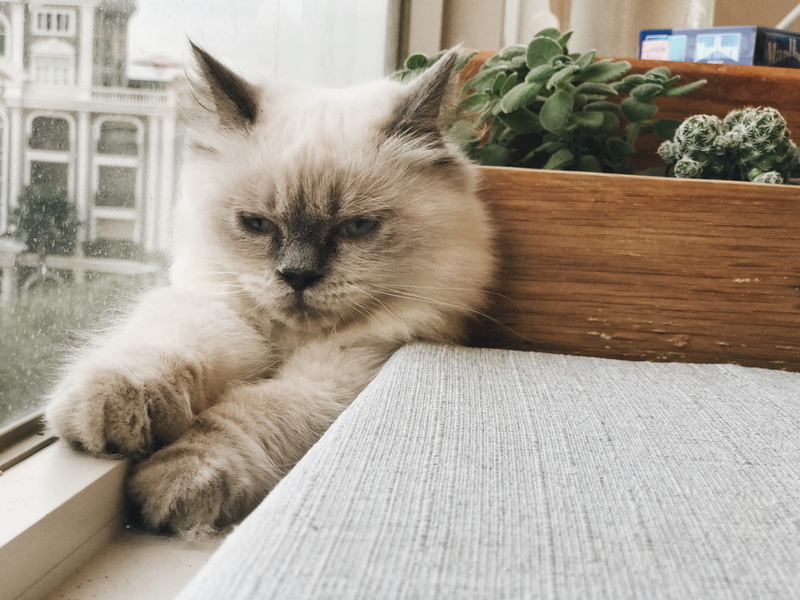 home interior, 4K, domestic cat, cat, tree, persian cat, potted plant, portrait, life style, kitty, life, relaxation, ho chi minh city, no people, mammal