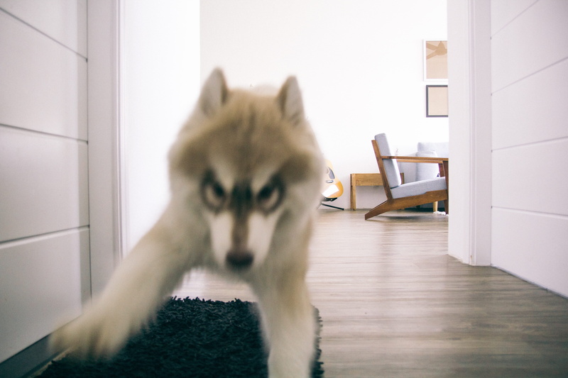 animal, tranmautritam, whisker, house, cat, domestic room, fox, dog, mammal, feline, door, domestic cat, domestic animals, puppy, vertebrate, vietnam, husky