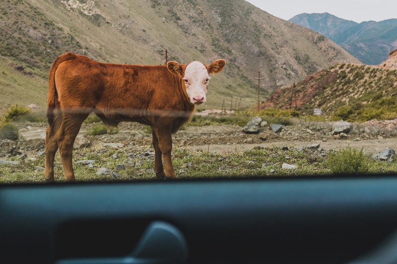 cattle, one animal, no people, transportation, car, day, mammal, animal themes, motor vehicle, near, mountain, nature, 4K, pets, ground, animal, vehicle interior