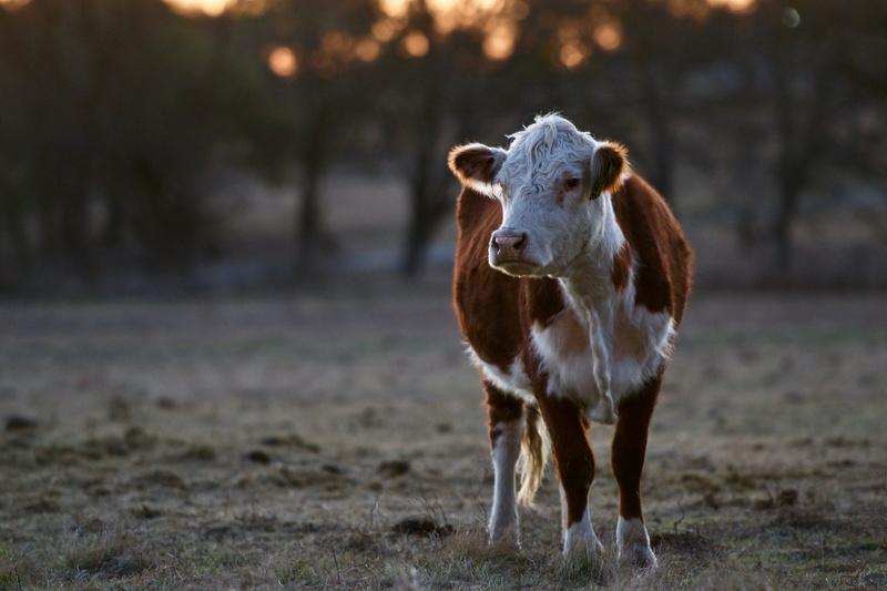 grey, bokeh, pets, focus, 4K, animal, portrait, day, mammal, one animal, herbivorous, sunset, field, waco, plant, early, sunrise, goat, cow, livestock