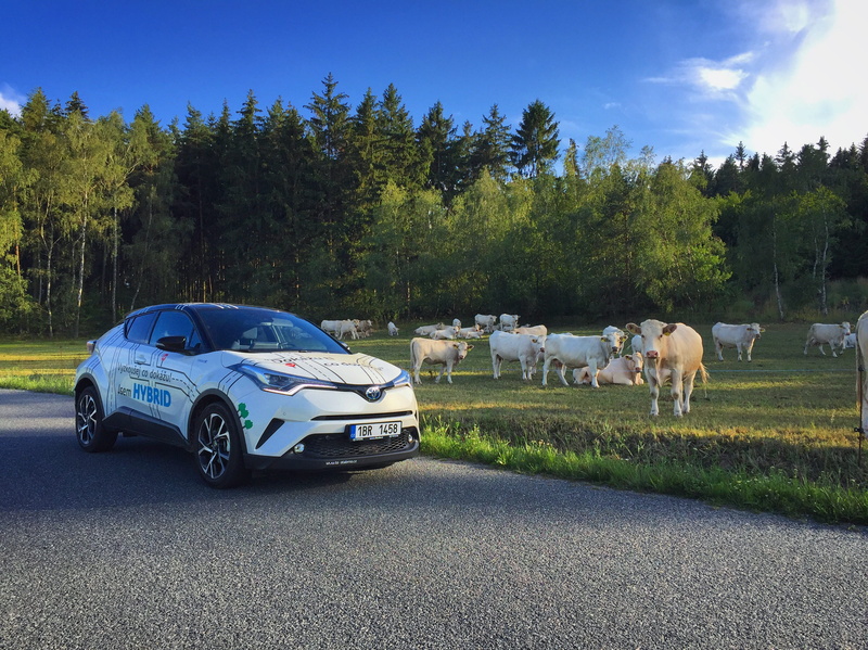 street, nature, 2K, car, cows, suv, mammal, no people, hybrid, domestic, motor vehicle, road, toyota c-hr, hodov, livestock, toyota, white car, plant