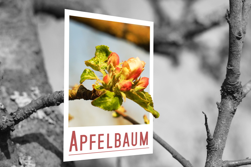 sign, text, polaroid, western script, close-up, beauty in nature, tree, freshness, outdoors, food, nature, plant, black white, communication, blossom, fragility