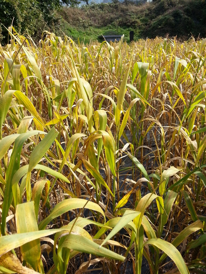 no people, tranquility, outdoors, nature, green color, field, land, growth, beauty in nature, plant, millet, autumn, day, farm, close-up, sunlight, corn