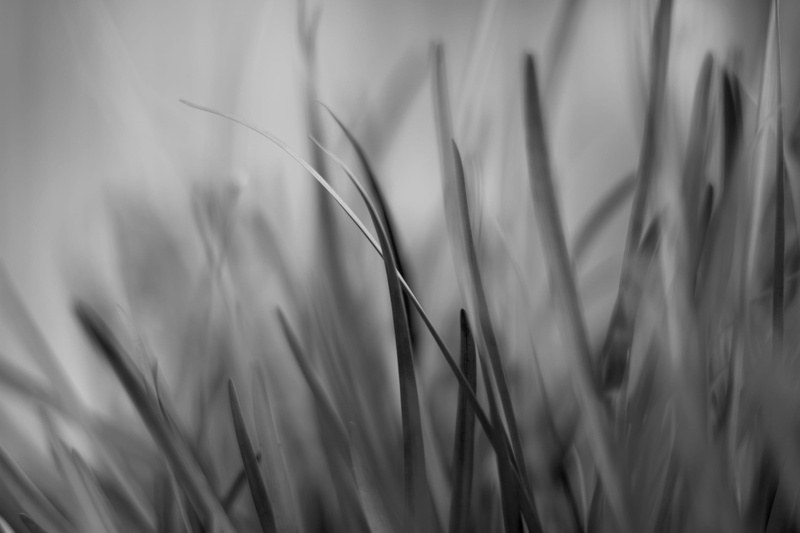 field, plant, black, 2K, black and white, growth, stalk, selective focus, grass, farm, day, blade of grass, close-up, crop, green color, focus on foreground