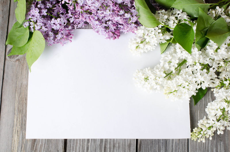 flowering plant, outdoors, inflorescence, card, green Color, no People, beauty In Nature, flower Head, lilac tree, branch, leaf, nature, petal, plant part
