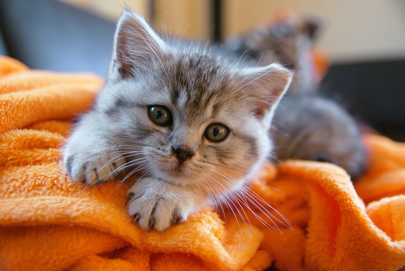 relaxation, focus on foreground, pets, whisker, cat 4k hd quality desktop, animal head, feline, young animal, tabby, one animal, animal, animal eye, looking at camera
