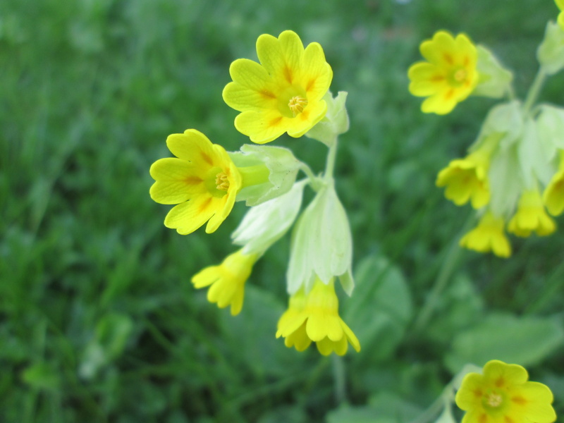 growth, green color, beautiful, selective focus, close-up, flowers, nature, viveväxter, spring flower, focus on foreground, colorful, spring, flowering