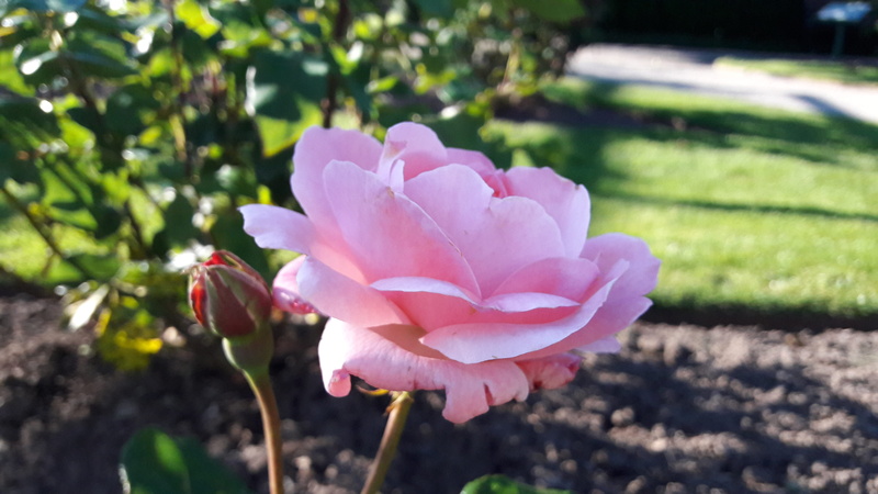 discounts, flowers, rose, rosebud, plant, day, growth, fragility, pink, pink flowers, freshness, 4K, rose garden, roses, pink bar, bud, vulnerability