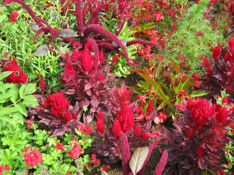 red, vulnerability, freshness, plant part, plant, salvia, maroon, Bed, day, Flowers, garden exhibition, garden, noble, beauty in nature, orange, blütenmeer