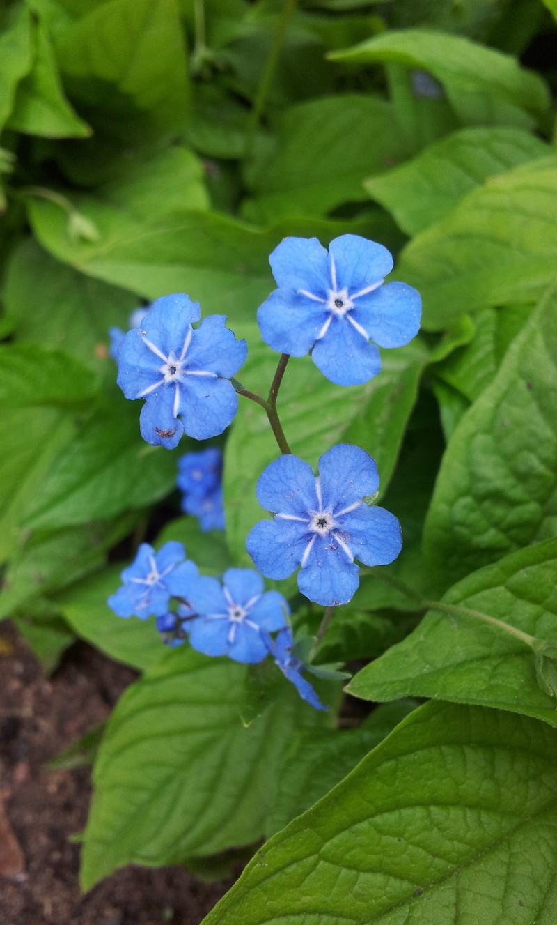 leaf, 2K, green color, outdoor, beautiful, day, fragility, flowering, sweden, flower, forget me not, purple, discount, blue flower, inflorescence, ornamental plant
