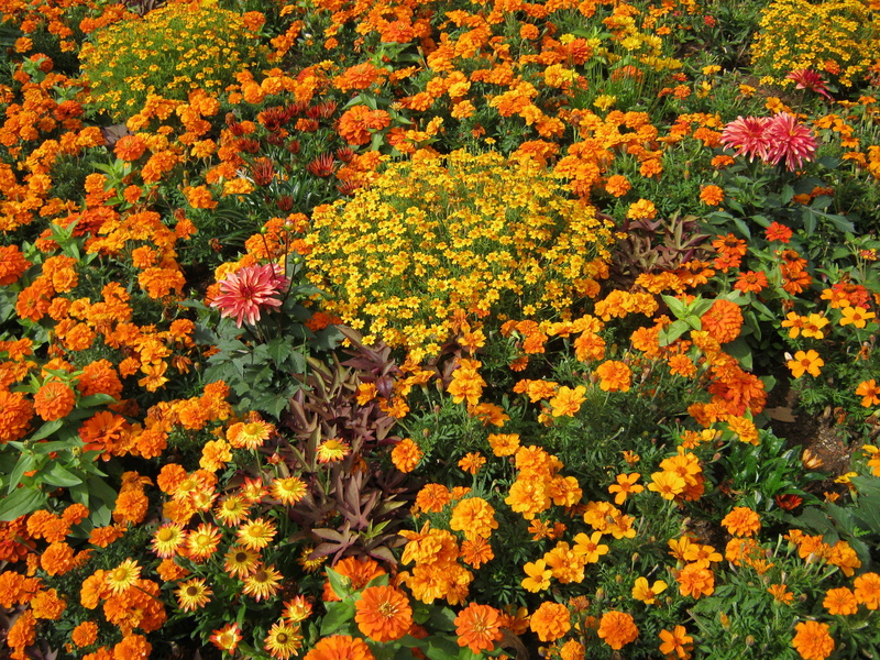 growth, orange, abundance, Discounts, Bed, plant, flowerbed, garden exhibition, freshness, decorative, fragility, botany, color, blütenmeer, flower, flower Head