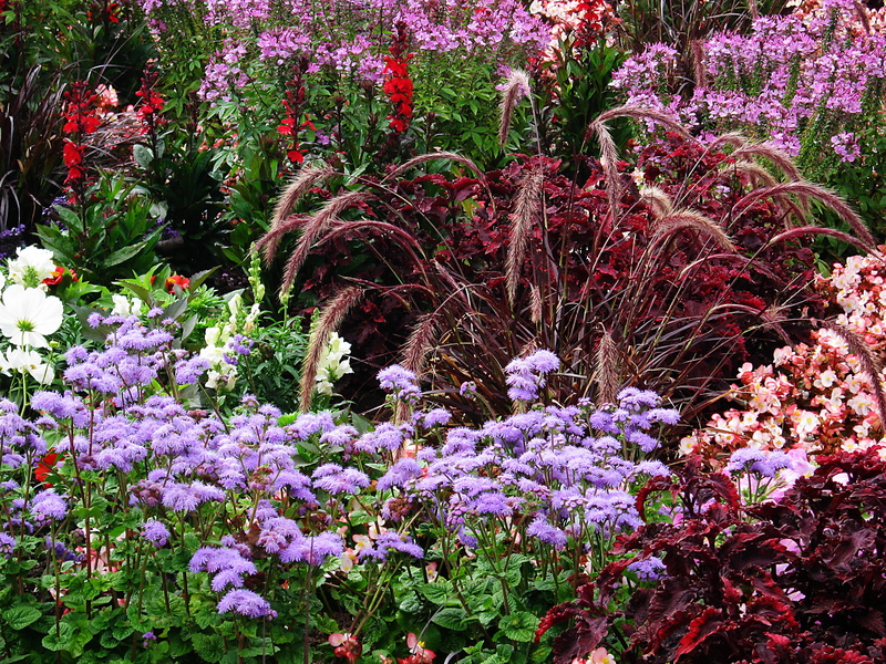 growth, bright, phlox, flower meadow, color, flower head, day, grasses, strong, freshness, spring, flowerbed, tiresome, assorted, blossom, german federal horticultural show