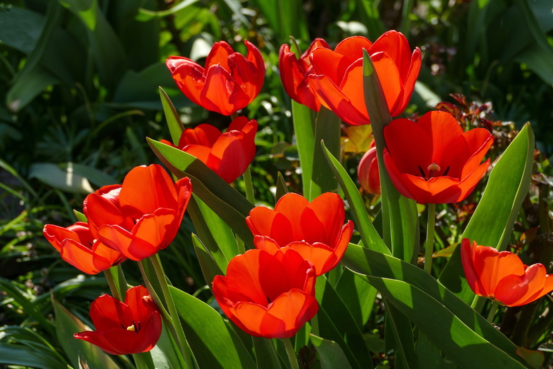 day, close-up, in sunlight, flowers, flower garden, spring flower, flower bed, blossomed, red, focus on foreground, petaled, garden, garden planting, growth