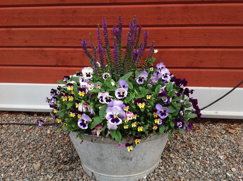 no people, flower pot, plant, flower arrangement, day, discount, freshness, plant part, purple, outdoors, high angle view, growth, wall - building feature
