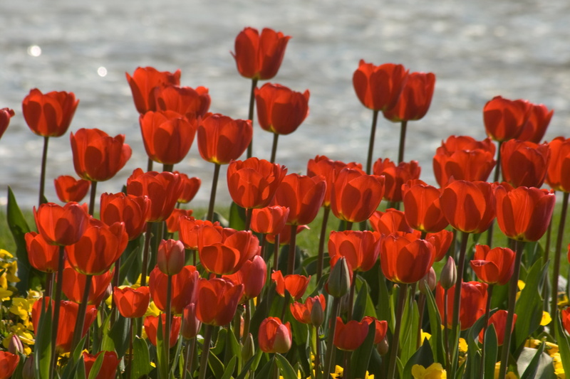 4K, beauty in nature, land, flowerbed, tulip, outdoors, plant stem, tulips, inflorescence, close-up, flower, petal, freshness, focus on foreground, growth