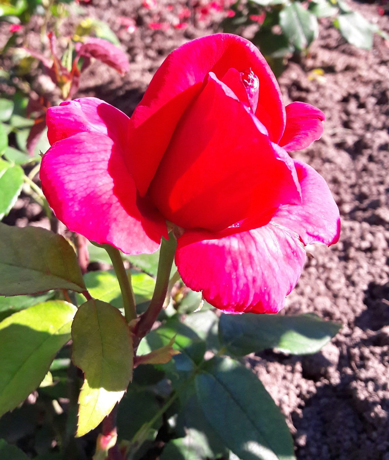 pink color, red flowers, nature, plant, beautiful petals, green, no people, growth, summer flowers, freshness, full-bodied, sweden, beautiful, flies, close-up