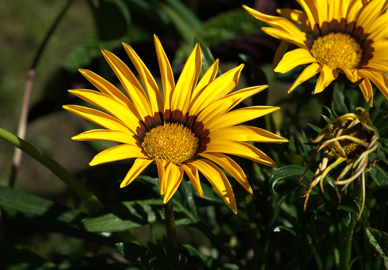 2K, flower head, discounts, plant a garden, petal, fragility, closeup, in the sun, vulnerability, freshness, focus on foreground, a flower garden, yellow