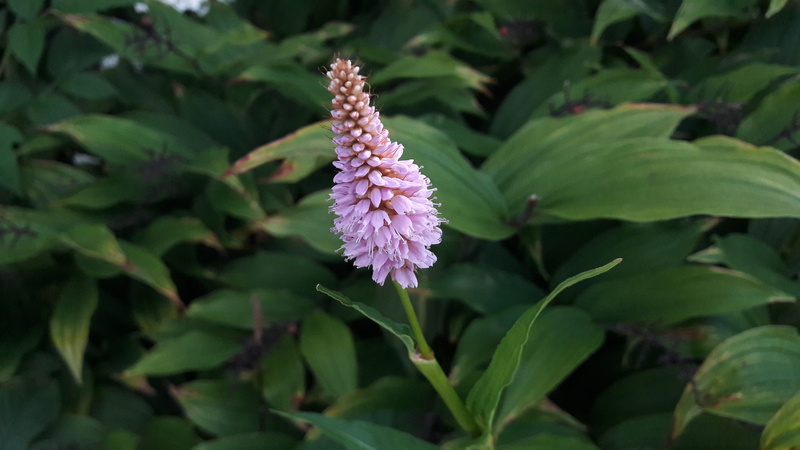 flowering plant, summer, foliage, summer flowers, discounts, 4K, summer flower, freshness, nature, food and drink, sweden, beauty in nature, flower head