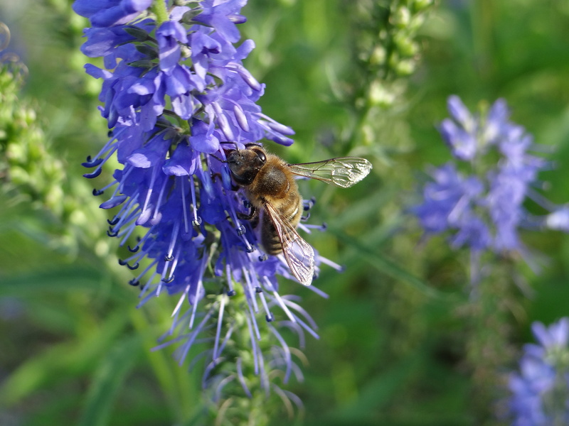 invertebrate, animals in the wild, insect, plant, discount flower, bee, flowering plant, vulnerability, purple, fauna, blue, animal, beauty in nature, pollination