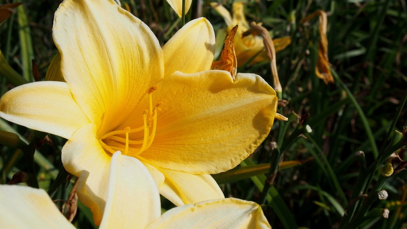 plant, yellow flowers, yellow, softness, lily, inflorescence, freshness, garden, close-up, macro, day lilies, day, blooms, vulnerability, the petals, pollen